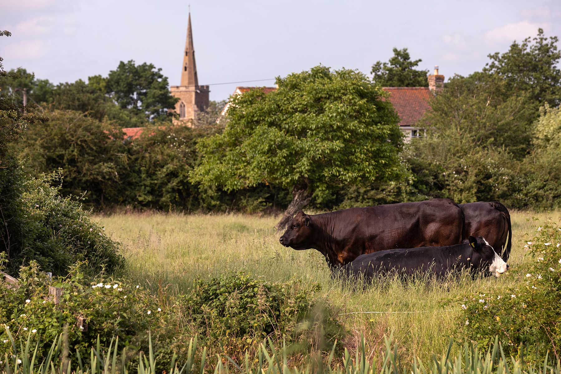 Cows